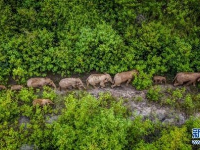 外媒：从大象“回家”看到中国野生动物保护成效显著