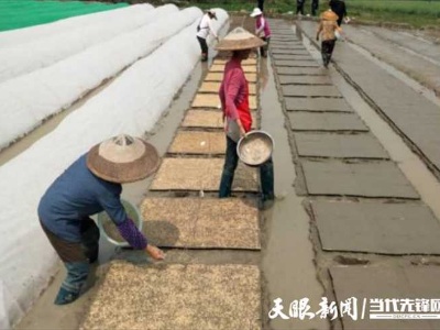 贵州：粮食生产圆满完成国家下达任务