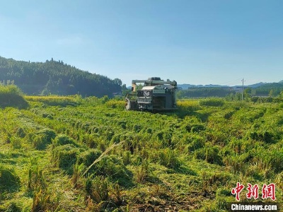 怀化靖州建成高标准农田25万余亩 智慧种田轻松高效