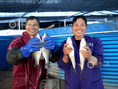 分宜：鲈鱼丰产助增收