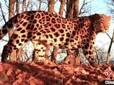 东北虎豹等极度濒危物种在吉林实现种群恢复性增长