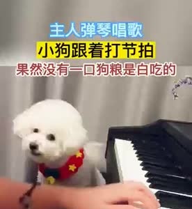 会唱歌的小狗