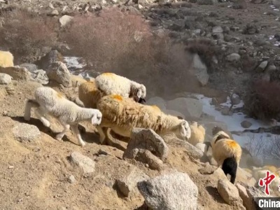 新疆和硕10万头（只）牲畜翻越天山踏上春季转场之路