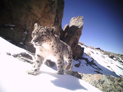 西藏珠峰地区雪豹数量超过100只