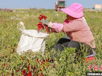 新疆博湖：六万余亩色素辣椒迎来丰收