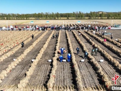 北大荒丰收“嘉年华”开幕 万顷稻田里举行农趣运动会