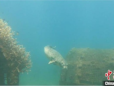 三亚海域发现国家一级保护野生动物“斑海豹”