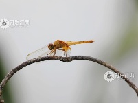 江西分宜：各色蜻蜓起舞忙