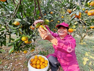 江西分宜：蜜橘滿枝迎豐收