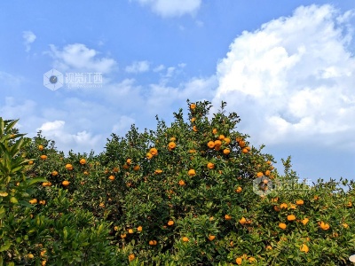 江西分宜：蜜橘滿枝迎豐收