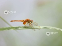 江西分宜：各色蜻蜓起舞忙