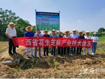 江西都昌：育种专家+公司+贫困户 多方合力做大“芝麻事”
