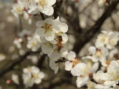 梅花年芳7首，梅花别号年芳，可不是出自李商隐，而是出自韦应物