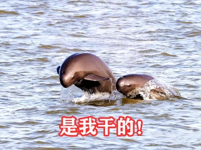 【新时代江西画卷】可可爱爱！快来围观江豚“干饭”！