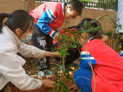 湾里三小：中医药文化进校园  让学生从劳动中感知中医药文化