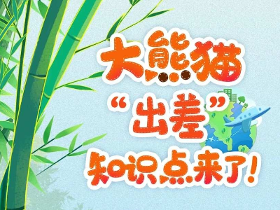 “丫丫”回国后，还有哪些大熊猫在“出差”？