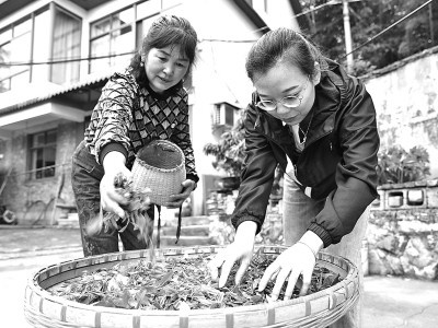 高山茶采摘忙