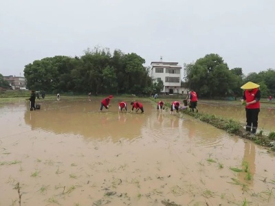 我为群众办实事 | 党员志愿队伍田间插秧  助力春耕生产