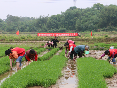 我为群众办实事 | 潭东镇：党员干部到田间 为民解难保春耕
