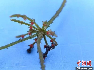 青海新添一植物新纪录——拟球状轮藻-中新网