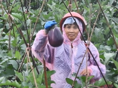 蔬菜大棚喜获丰收