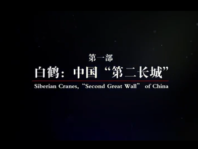 生态中国的见证者——极度濒危物种白鹤的繁衍、迁徙和保护