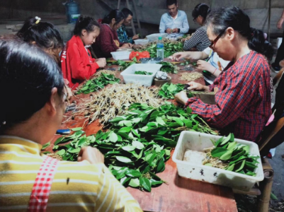 江西袁州区：油茶产业让村民在家门口增收