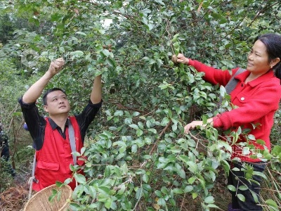 宜春袁州区：油茶结金果