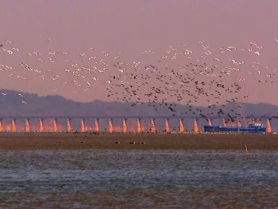 越冬候鸟迁徙 12.63万只水鸟飞抵鄱阳湖 在央广播出