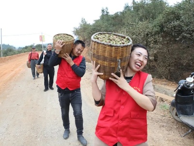 漫山飘香！袁州这里的“金果”丰收啦！