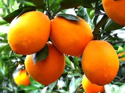 今年赣南脐橙甜不甜？甜！