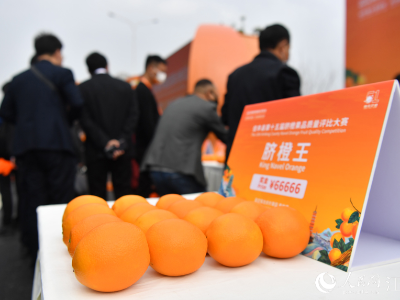 脐橙大比拼 看看“脐橙王”啥模样