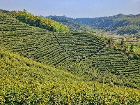 每日一景