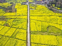 每日一景