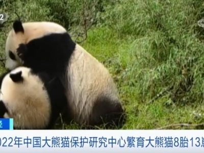 喜人成绩单！2022年中国大熊猫保护研究中心繁育大熊猫8胎13崽