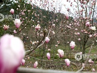 江西分宜：含苞“玉”放俏枝头