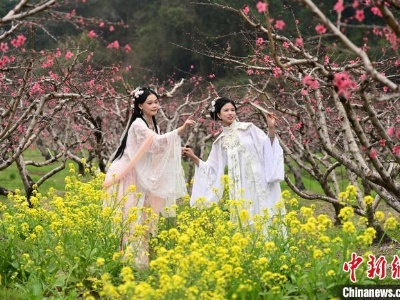 岭南春来早 广东连州万亩桃花盛开引游人-中新网