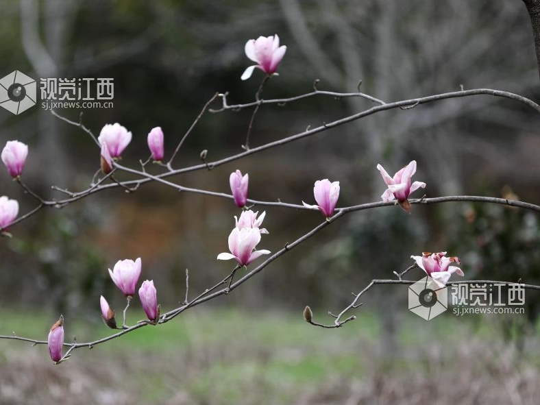 江西分宜：含苞“玉”放俏枝头