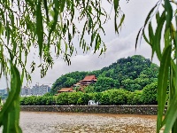 柳叶