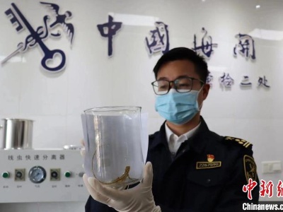 浦东机场海关首次在入境货物中截获国家保护野生动物变色树蜥-中新网