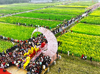油菜花