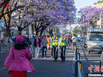 四川西昌：蓝花楹盛花期分时段实行交通管理 方便游客拍照打卡-中新网