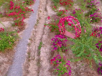 花