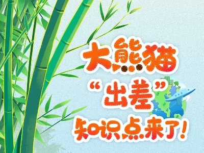 “丫丫”回国后，还有哪些大熊猫在“出差”？-中新网