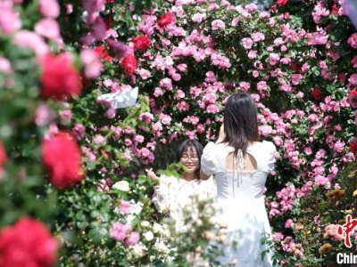 云南大学30余亩玫瑰盛放 食堂“玫瑰宴”供不应求-中新网