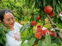 江西全南：体验采摘贵妃红桃