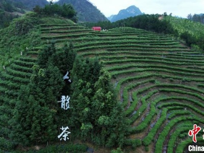 广西河池南丹办茶文化旅游节 “茶旅融合”促乡村振兴-中新网
