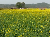 彬江油菜花37