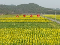 彬江油菜花40