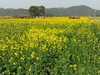 彬江油菜花36